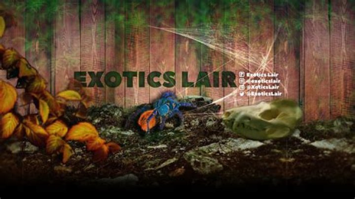 Has Exotics Lair Done A