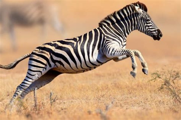 How Fast Can A Zebra