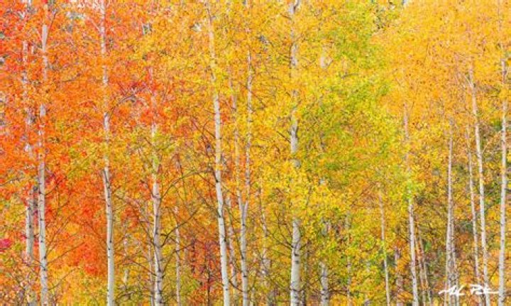 Unveil The Enchanting Tapestry Of Forest Oregon Fall